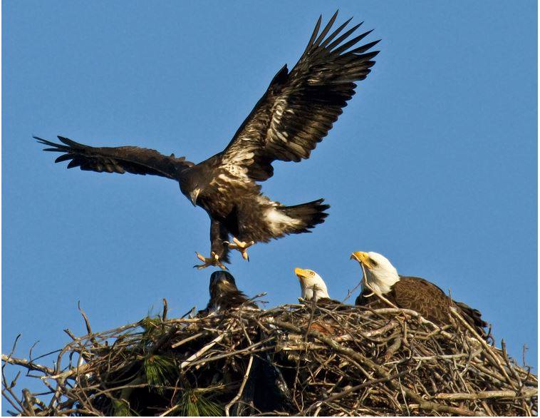 Never-Fly-over-an-Eagles-Nest